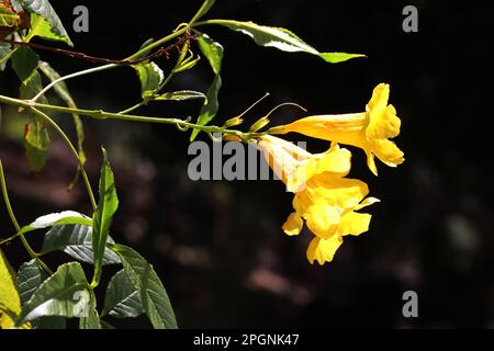 Gelbe Trompetenblume, Gelber Trompetenstrauch (Tecoma stans), Gran Canaria, Espagnol, San Agustin Banque D'Images