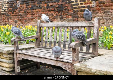 Cinq pigeons sur une banquette de la City de Londres avec des jonquilles printanières Banque D'Images