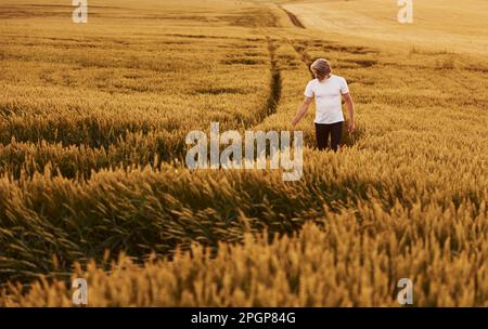 Dans des vêtements décontractés. Homme de style senior avec cheveux gris et barbe sur le champ agricole avec récolte Banque D'Images