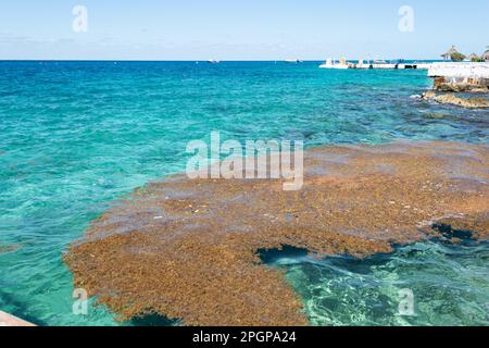 sargassum flottant dans la mer mexicaine des caraïbes Banque D'Images