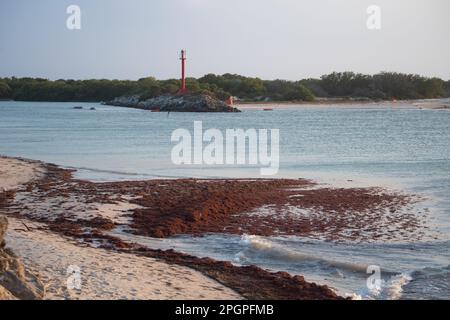 Paysage de plage sur la côte mexicaine du Yucatan d'une mer calme avec sargassum flottant sur la rive. Banque D'Images