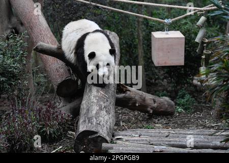 Chengdu, province chinoise du Sichuan. 22nd mars 2023. Panda géant He Hua joue au Chengdu Research base of Giant Panda Breeding à Chengdu, dans la province du Sichuan, dans le sud-ouest de la Chine, au 22 mars 2023. Credit: Xu Bingjie/Xinhua/Alamy Live News Banque D'Images