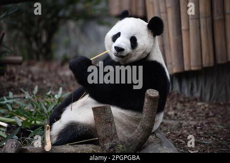 Chengdu, province chinoise du Sichuan. 22nd mars 2023. Le panda géant ai Li mange du bambou frais à la base de recherche de Chengdu de Panda géante nichant à Chengdu, dans la province du Sichuan, au sud-ouest de la Chine, au 22 mars 2023. Credit: Xu Bingjie/Xinhua/Alamy Live News Banque D'Images