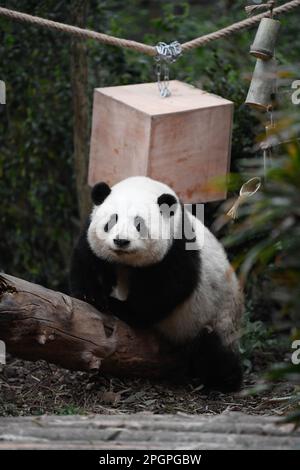 Chengdu, province chinoise du Sichuan. 22nd mars 2023. Panda géant He Hua joue au Chengdu Research base of Giant Panda Breeding à Chengdu, dans la province du Sichuan, dans le sud-ouest de la Chine, au 22 mars 2023. Credit: Xu Bingjie/Xinhua/Alamy Live News Banque D'Images