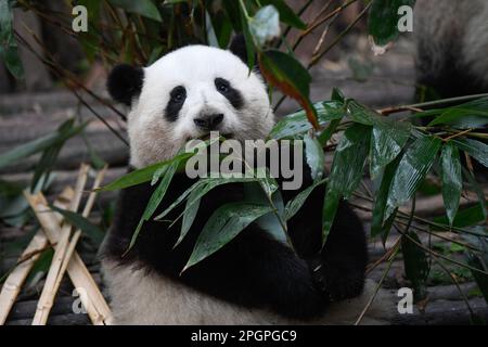 Chengdu, province chinoise du Sichuan. 22nd mars 2023. Panda géant il Hua mange du bambou frais à la base de recherche de Chengdu de panda géant nichant à Chengdu, dans la province du Sichuan, dans le sud-ouest de la Chine, au 22 mars 2023. Credit: Xu Bingjie/Xinhua/Alamy Live News Banque D'Images