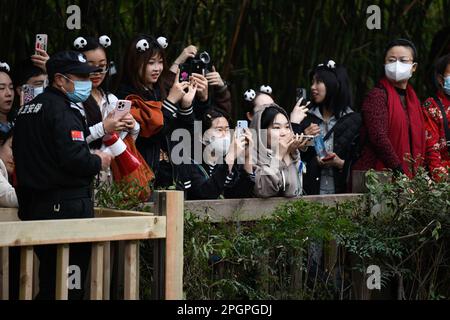 Chengdu, province chinoise du Sichuan. 22nd mars 2023. Les visiteurs prennent des photos à la base de recherche de Chengdu sur la reproduction de panda géants à Chengdu, dans la province du Sichuan, dans le sud-ouest de la Chine, au 22 mars 2023. Credit: Xu Bingjie/Xinhua/Alamy Live News Banque D'Images