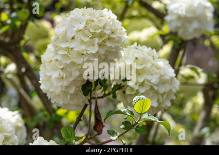 De belles fleurs d'hortensias blanches au jardin botanique d'Atlanta, dans le centre-ville d'Atlanta, en Géorgie. (ÉTATS-UNIS) Banque D'Images