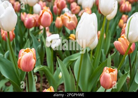 Magnifiques tulipes de printemps au jardin botanique d'Atlanta à Midtown Atlanta, Géorgie. (ÉTATS-UNIS) Banque D'Images