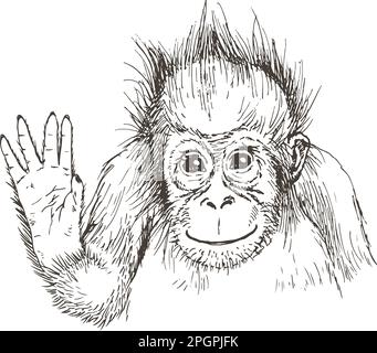 Esquisse réaliste d'orangutan dessinée à la main. Illustration vectorielle Illustration de Vecteur