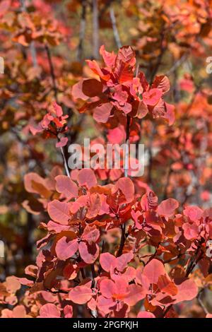Feuilles brillantes rouges de la perruque (Cotinus coggygria) en automne, steppe rocheuse du Valais près de Niedergampel, Valais, Suisse Banque D'Images