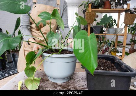 Rempotage d'une plante à la maison Philodendron Monstera deliciosa dans un nouveau pot à l'intérieur de la maison. Prendre soin d'une plante en pot, les mains en gros plan Banque D'Images