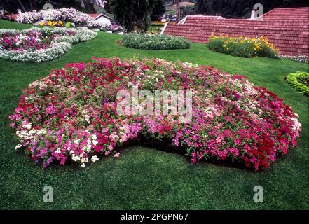 Le jardin botanique du gouvernement à Udhagamandalam Ooty, Nilgiris, Tamil Nadu, Inde du Sud, Inde, Asie. Lit de fleurs Banque D'Images