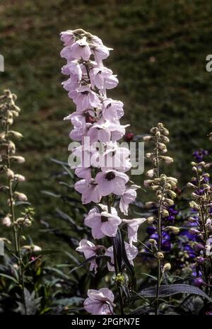 (Delphinium) fleur, plante de glace Pacfic Giants dans le jardin botanique du gouvernement à Udhagamandalam Ooty, Nilgiris, Tamil Nadu, Inde du Sud, Asie Banque D'Images