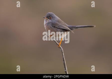 Dartford warbler (Sylvia undata), femme sur branche, Valence, Andalousie, Espagne Banque D'Images