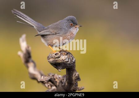 Dartford warbler (Sylvia undata) sur la branche, Valence, Andalousie, Espagne Banque D'Images