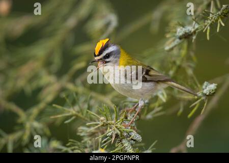 Common Firecrest (Regulus ignicapilla), Rhénanie-Palatinat, Eifel, Allemagne Banque D'Images