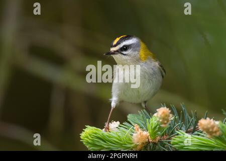 Common Firecrest (Regulus ignicapilla), Rhénanie-Palatinat, Eifel, Allemagne Banque D'Images