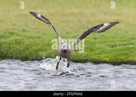 Grand Skua, grands skuas (Stercorarius skua) Skua, skuas, goélands, animaux, oiseaux, Great Skua adulte, en vol, décollage de l'eau, îles Shetland Banque D'Images