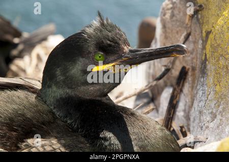 Braque européenne (Phalacrocorax aristotelis) adulte, plumage reproductif, gros plan de la tête, nichant sur le sommet d'une falaise, Farne intérieur, Îles Farne, Northumberland Banque D'Images