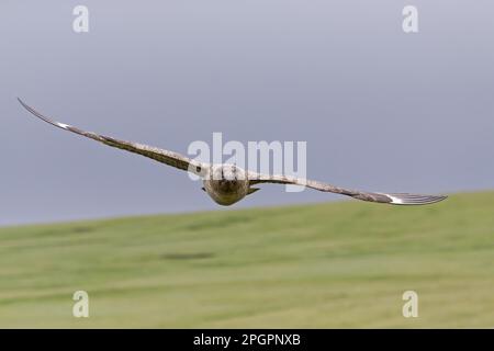 Grand Skua, grands skuas (Stercorarius skua) Skua, Skuas, Gulls, animaux, oiseaux, Grand Skua adulte, en vol, îles Shetland, Écosse, United Banque D'Images