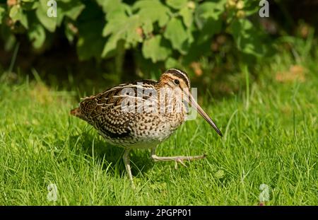 Grand Snipe (Gallinago Media) adulte, agitant, marchant sur l'herbe, le poun, East Yorkshire, Angleterre, Royaume-Uni Banque D'Images