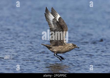 Grand Skua, grands skuas (Stercorarius skua) Skua, skuas, goélands, animaux, oiseaux, Great Skua adulte, en vol, décollage de l'eau, îles Shetland Banque D'Images