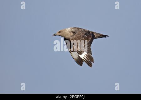 Sud Polar Skua (Catharacta maccormicki) adulte, en vol, îles Izu, Honshu, Japon Banque D'Images