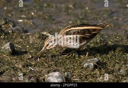 Jack (Lymnocryptes minimus) Snipe adulte, se nourrissant sur des terres humides, Merseyside, Angleterre, Royaume-Uni Banque D'Images