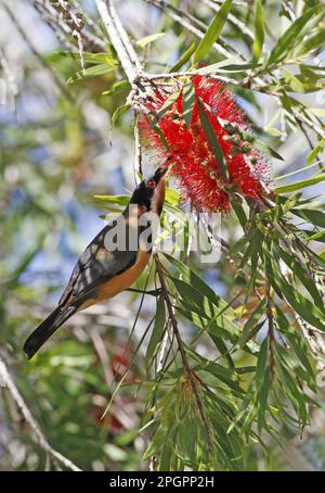 Épine de l'est (Acanthorhynchus tenuirostris) adulte mâle, se nourrissant du nectar de la fleur de cramoisi Bottlebrush (Callistemon citrinus), Atherton Banque D'Images