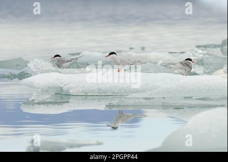 Sternes arctiques (Sterna paradisea) sternes arctiques, animaux, oiseaux, sternes arctiques trois adultes, plumage reproductant, debout sur la glace glaciaire du lac, Jokulsarlon Banque D'Images