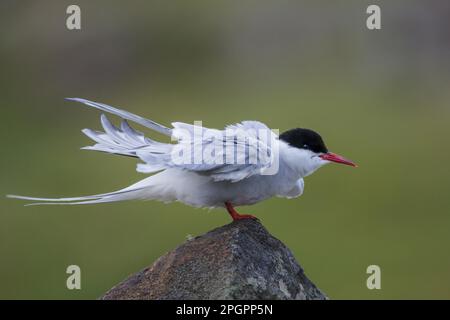 Sternes arctiques (Sterna paradisea) sternes arctiques, animaux, oiseaux, sternes arctiques adultes, plumage reproductrice, « Rouing » sur le mur de pierre, île de mai, Firth of Banque D'Images