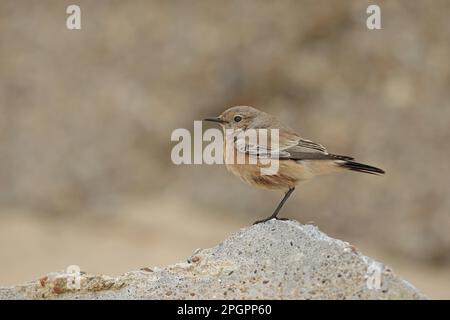 Desert Wheatear (Oenanthe desertis) femelle immature, premier plumage d'hiver, vacatrice debout sur béton, Norfolk, Angleterre, Royaume-Uni Banque D'Images