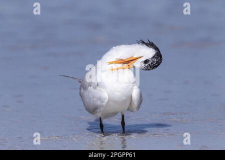 Sterne royale (Thalasseus maximus) adulte, plumage non reproductrice, prédisposant, debout sur la rive, utricularia ochroleuca (U.) (U.) S. A. Banque D'Images