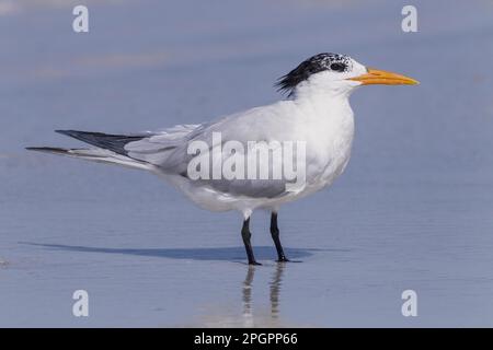 Sterne royale (Thalasseus maximus) adulte, plumage non reproductrice, debout sur la rive, utricularia ochroleuca (U.) (U.) S. A. Banque D'Images