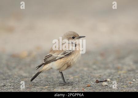 Desert Wheatear (Oenanthe deserti) femelle immature, premier plumage d'hiver, debout, Gorleston, Norfolk, Angleterre, Royaume-Uni Banque D'Images