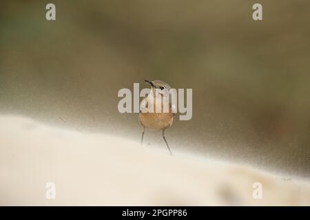 Desert Wheatear (Oenanthe deserti) femelle immature, premier plumage d'hiver, vagabond debout sur le sable, Norfolk, Angleterre, Royaume-Uni Banque D'Images