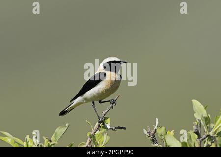 Wheatéar à oreilles noires de l'est (Oenanthe hispanica melanoluca) forme « à gorge noire », mâle adulte, plumage d'été, perchée sur le Bush, Lemnos, Grèce Banque D'Images