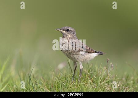 Petit-lait du nord (Oenanthe oenanthe) juvénile, debout au sol, Noss, îles Shetland, Écosse, Royaume-Uni Banque D'Images