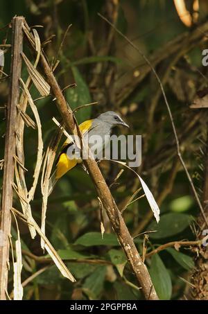 Bulbul à ventre gris (Pycnonotus cyaniventris cyaniventris) adulte, perché sur la branche, Taman Negara N. P. Titiwangsa Mountains, péninsule malaise Banque D'Images