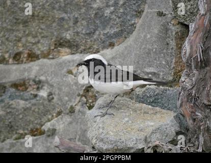 Cyprus Wheatear (Oenanthe cypriaca) adulte mâle, avec des insectes dans le bec, debout sur la roche près du nid, Platres, montagnes Troodos, Chypre Banque D'Images