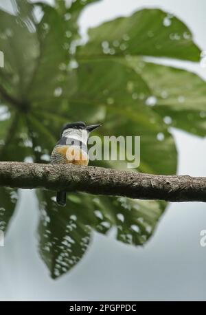 Puffbird à ventre rouge (Notharchus swainsoni) adulte, assis sur une branche, forêt tropicale de l'Atlantique, Reserva ecologica de Guapi Assu, État de Rio de Janeiro Banque D'Images