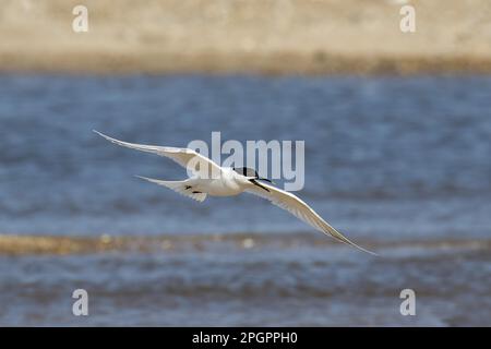 Sterne sandwich, sternes sandwich (Thalasseus sandvicensis), Tern, animaux, oiseaux, sterne Sandwich volant à l'île de Scolt Head, port de Brancaster, nord Banque D'Images