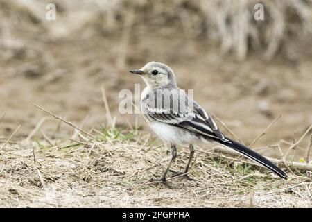 Queue de cheval à pied, queues de cheval, oiseaux chanteurs, animaux, oiseaux, Jeune pied Wagtail, Deepdale Marsh North Norfolk Banque D'Images