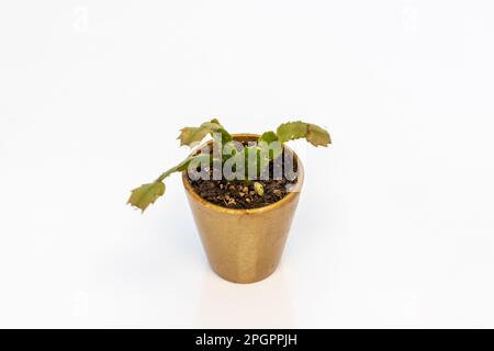 Cactus de Noël Schlumbergera en pot isolé sur fond blanc. souris sélective Banque D'Images