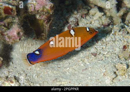 Jeune, nageant, Sebayor Kecil, entre les îles Komodo et Flores, Komodo N. P. Lesser Sunda, Indonésie Banque D'Images