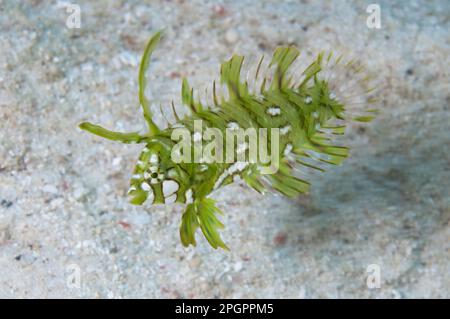 Ramasse d'arbre, ramasse d'arbre, autres animaux, poisson, animaux, Wrasse, Rockmover Wrasse Novaculichthys taeniourus Banque D'Images