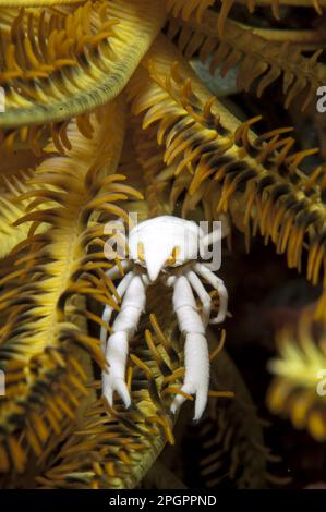 Homard de Squat de Baba (Allogalathea babababi) adulte, reposant sur un crinoïde, Tatawa Kecil, entre les îles Komodo et Flores, Komodo N. P. Lesser Banque D'Images