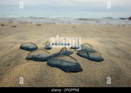 Velella (Velella velella), méduses de Sailor, méduses, autres animaux, cnidariaires, Animaux, groupe de Sailor au vent, délavés sur la plage, en Cornouailles Banque D'Images