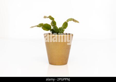 Schlumbergera Thanksgiving cactus sur fond blanc. mise au point sélective Banque D'Images