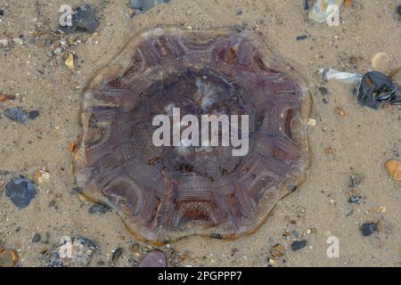 Blue (Cyanea lamarckii) Lion's Mane Jellyfish adulte, coincé sur la plage, Norfolk, Angleterre, Royaume-Uni Banque D'Images